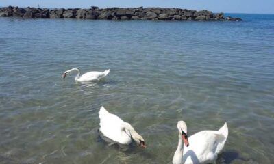 Cigni a Fiumicino