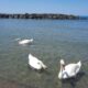 Cigni a Fiumicino