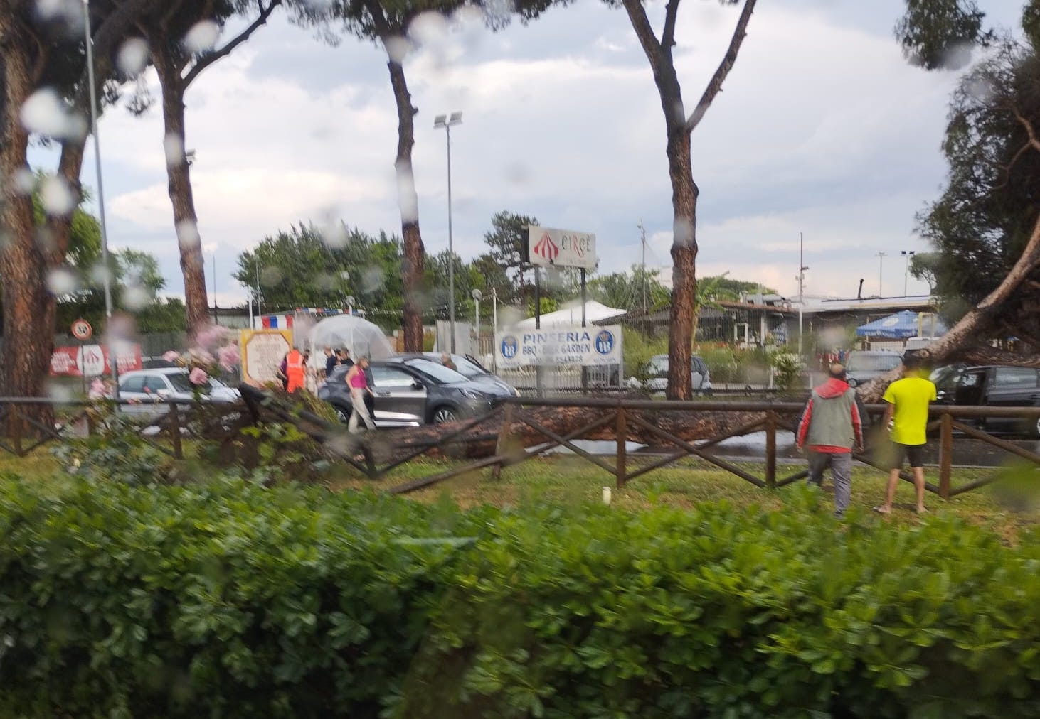 albero caduto in via Nomentana