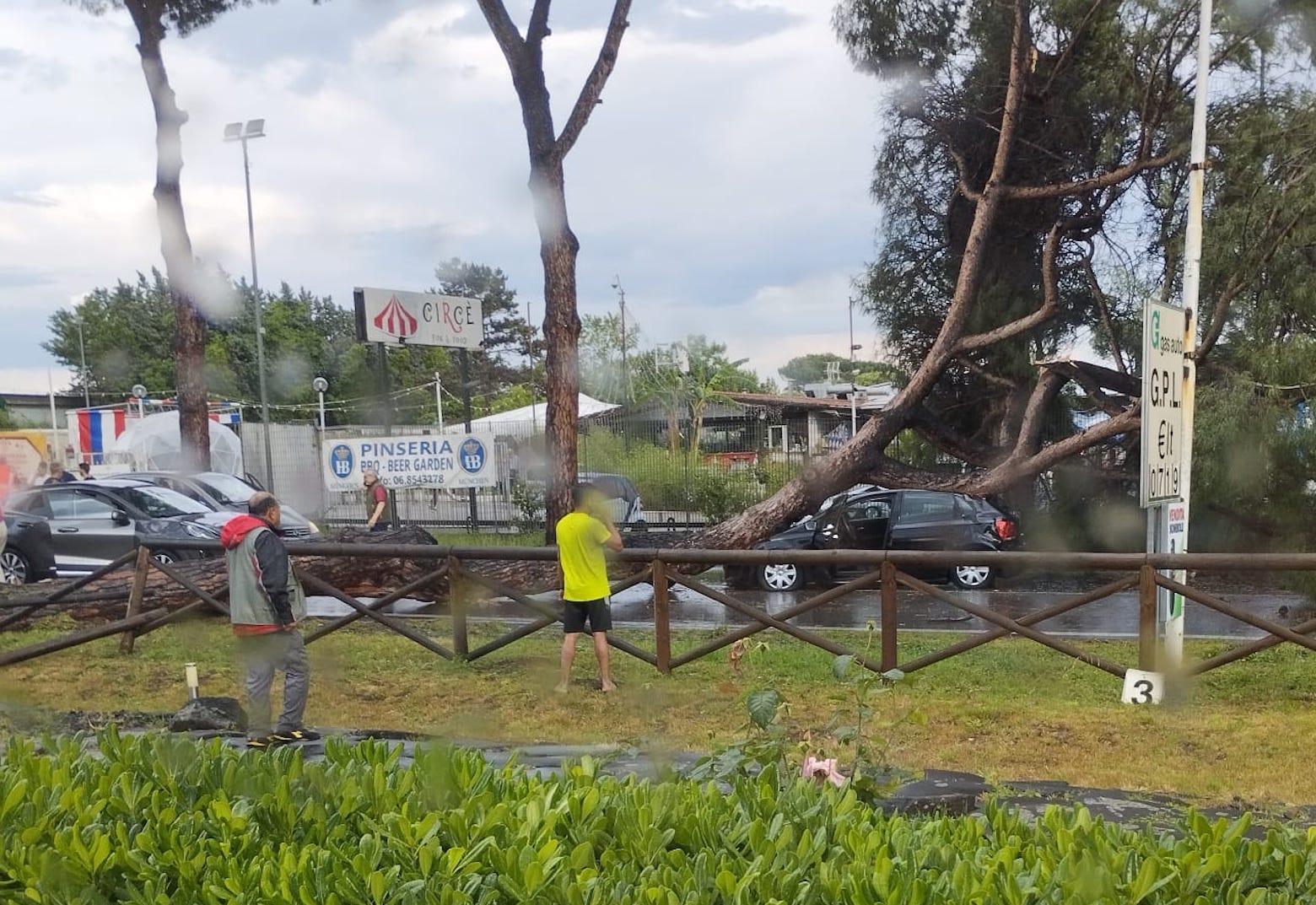 albero caduto in via Nomentana