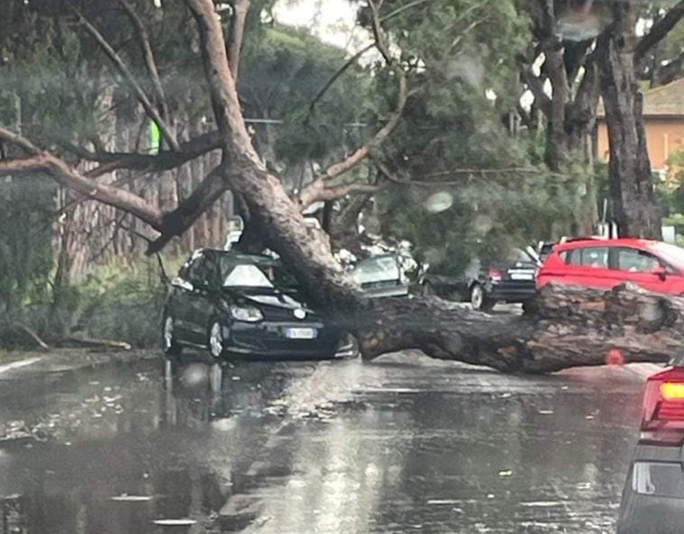 albero caduto in via Nomentana