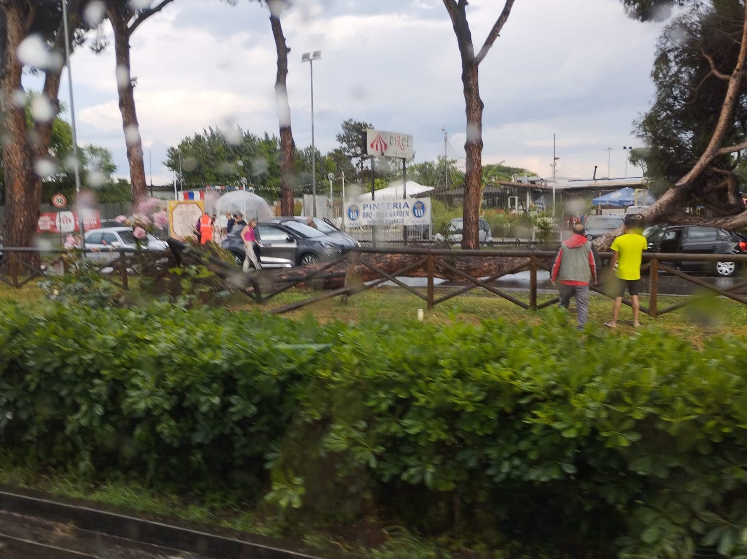 albero caduto in via Nomentana