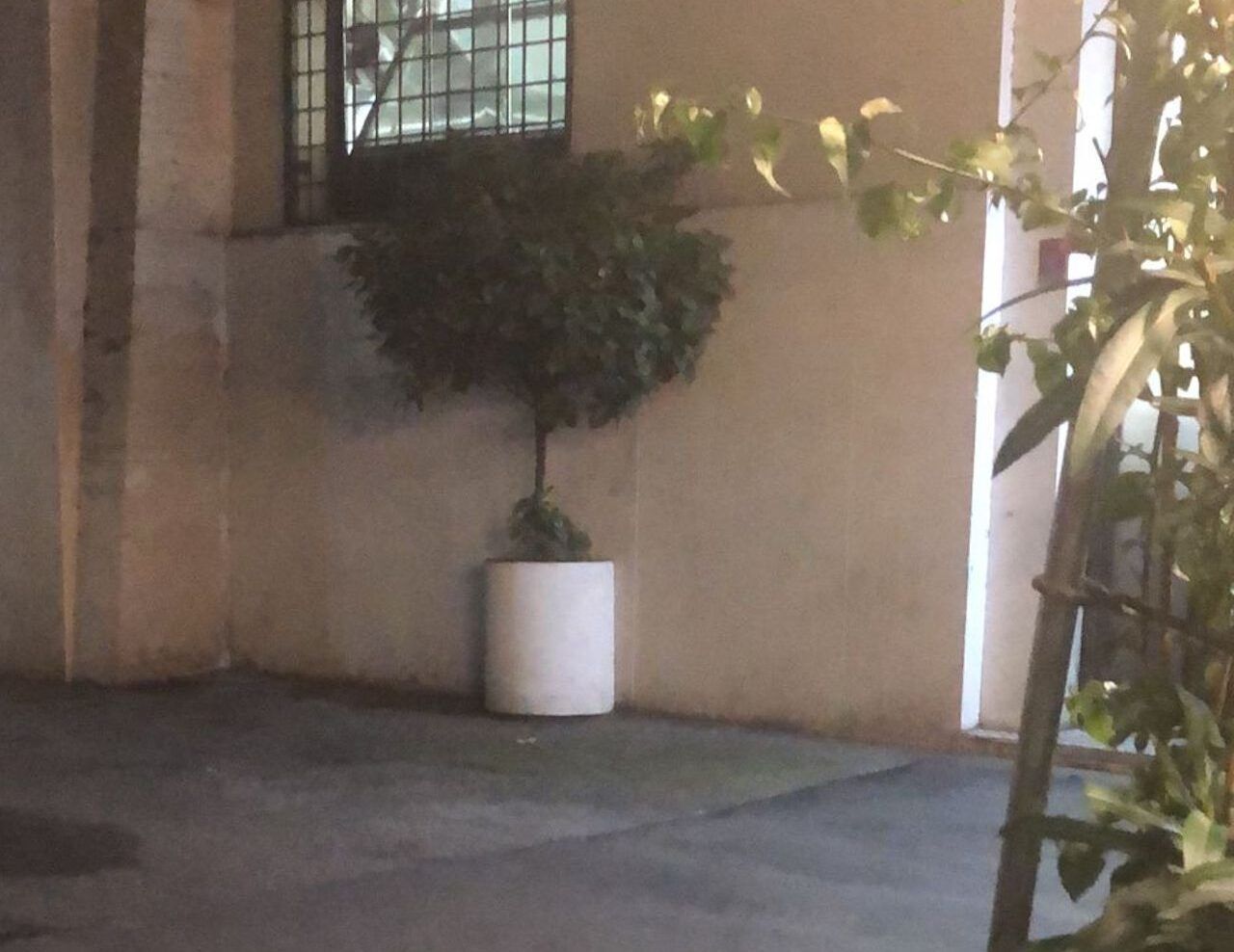 Roma, albero dei soldi al Pigneto