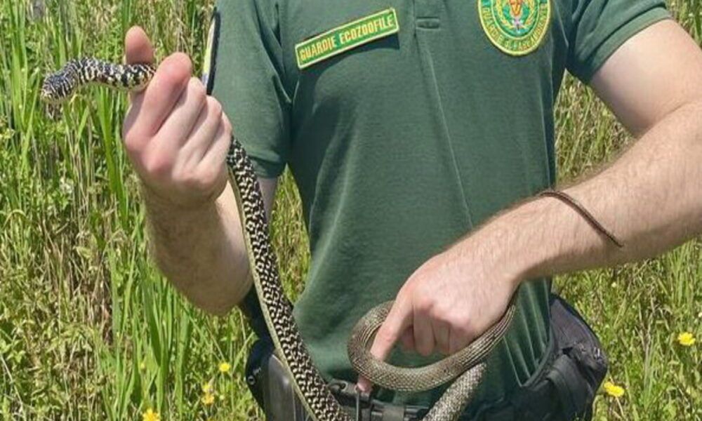 serpente nel giardino di cerveteri