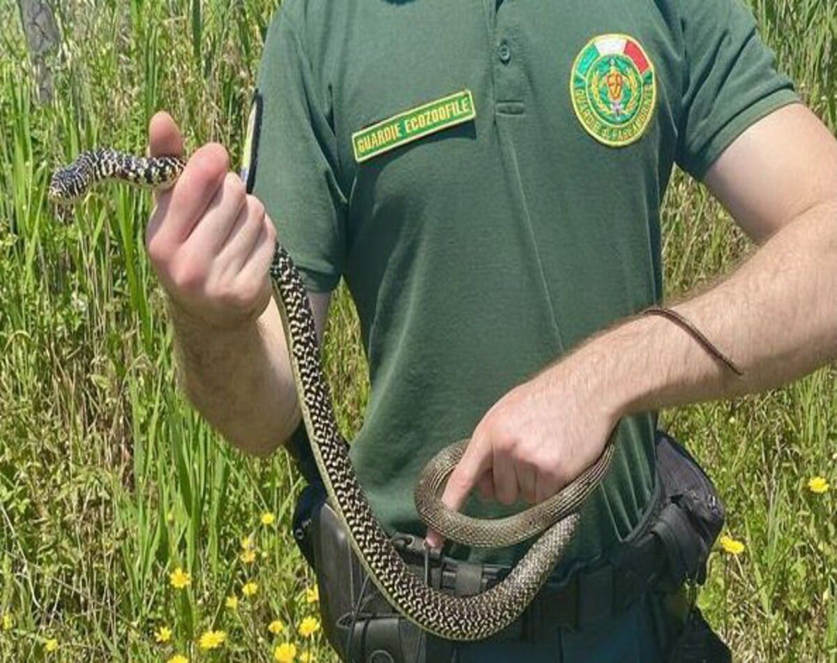 serpente nel giardino di cerveteri