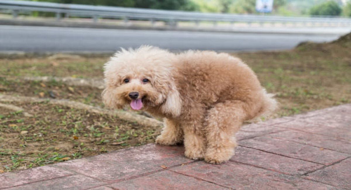 cane che fa cacca, deiezioni canine