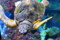 tartaruga all'acquario di genova