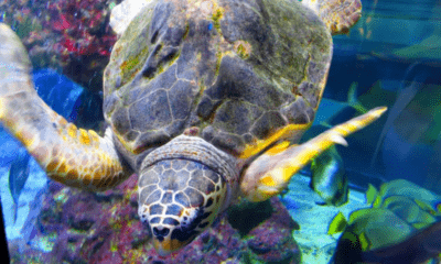 tartaruga all'acquario di genova