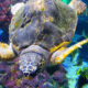 tartaruga all'acquario di genova