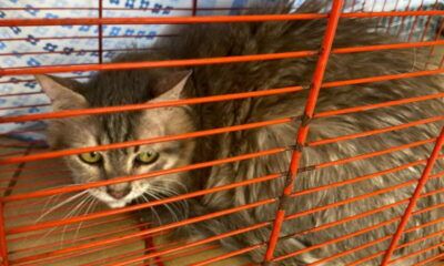 Uno dei gatti recuperati nell'appartamento di un accumulatore del Quadraro