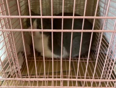 Uno dei gatti recuperati nell'appartamento di un accumulatore del Quadraro