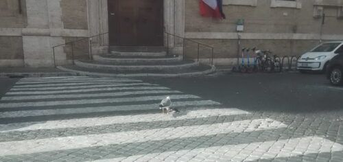 gabbiano mangia piccione in centro