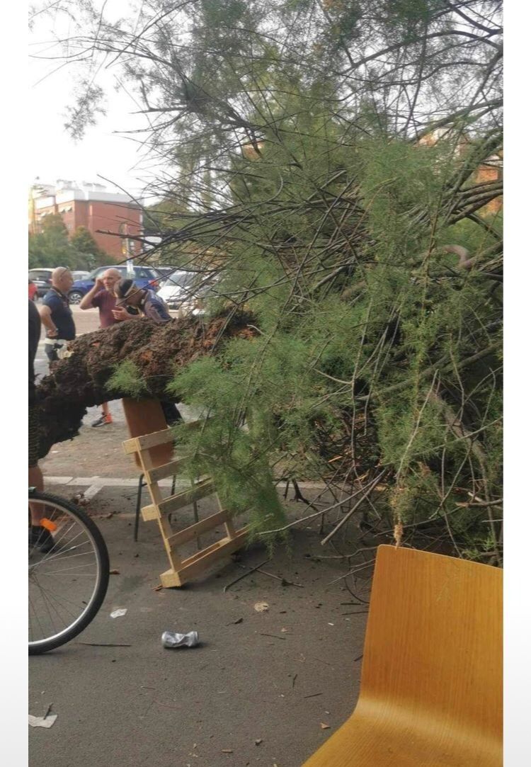 Albero collassato a Ostia Ponente