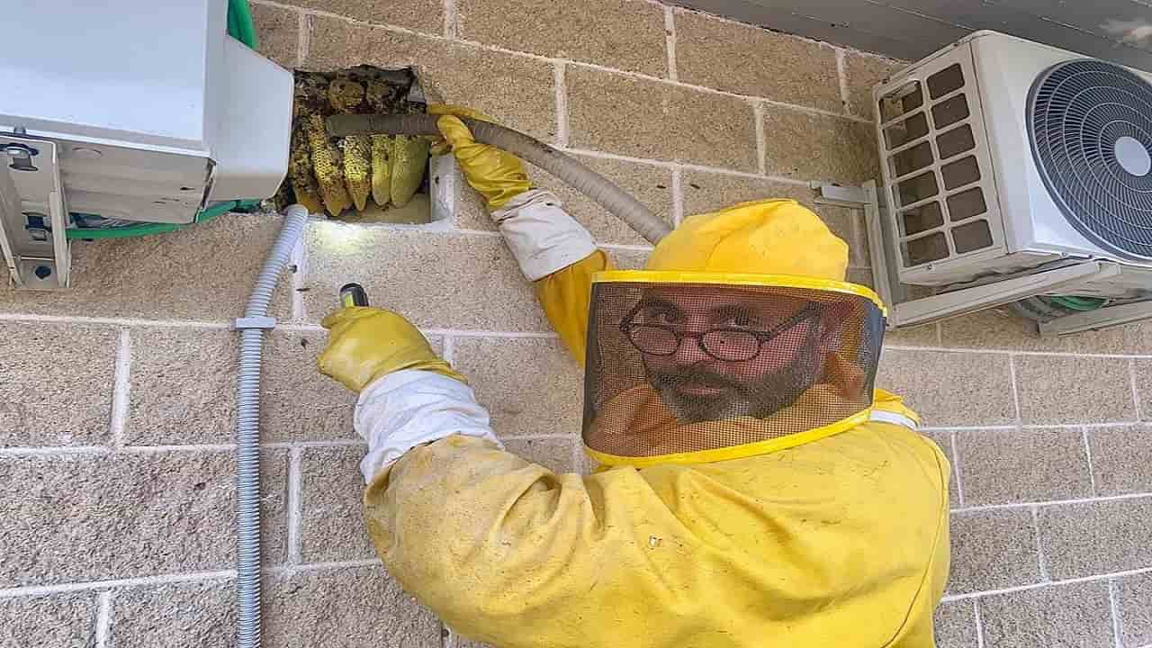 Ladispoli, nido di api nell'intercapedine del reparto di radiologia della Casa della Salute: trovati 50mila insetti. Intervento di Andrea Lunerti