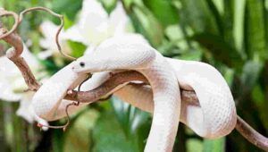 Cinque i serpenti ritrovati nel giardino di un'abitazione del quartiere di Torre Gaia, a Roma. Paura tra i residenti