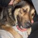 la cagnolina investita ieri sulla Pontina