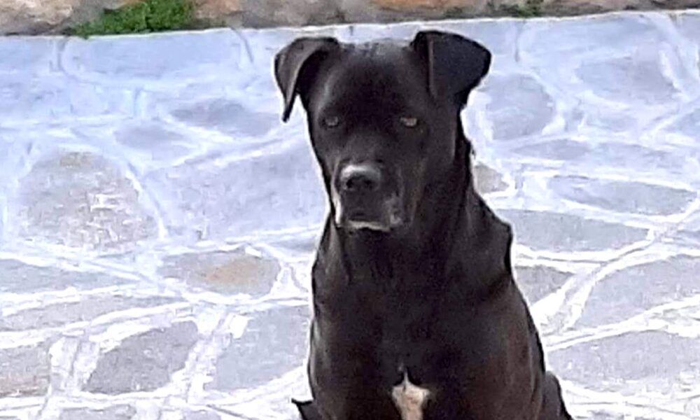 cane morto Ardea
