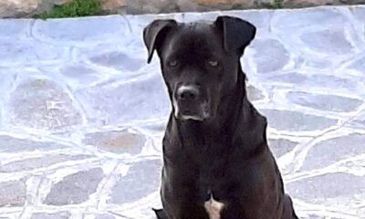 cane morto Ardea