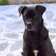 cane morto Ardea
