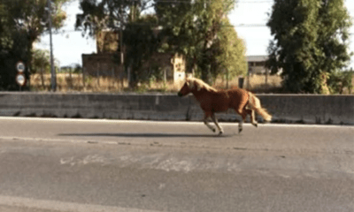 Cavalli sulla Pontina