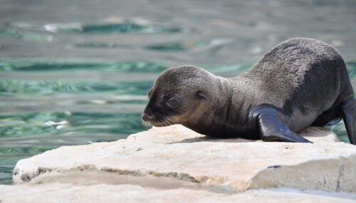 Otaria nata al Bioparco di Roma