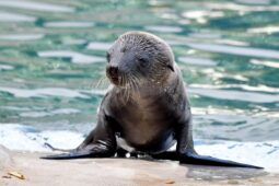 Otaria nata al Bioparco di Roma