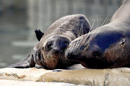 Otaria nata al Bioparco di Roma