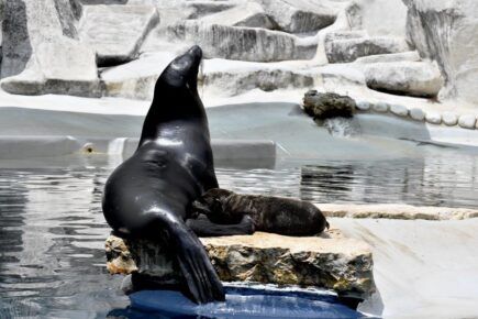 Otaria mamma al bioparco di roma