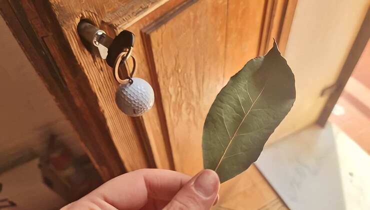 Bay leaf behind the door