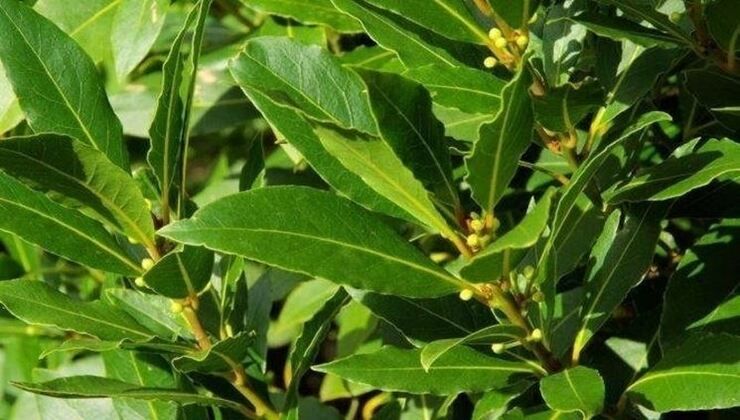 Bay leaves