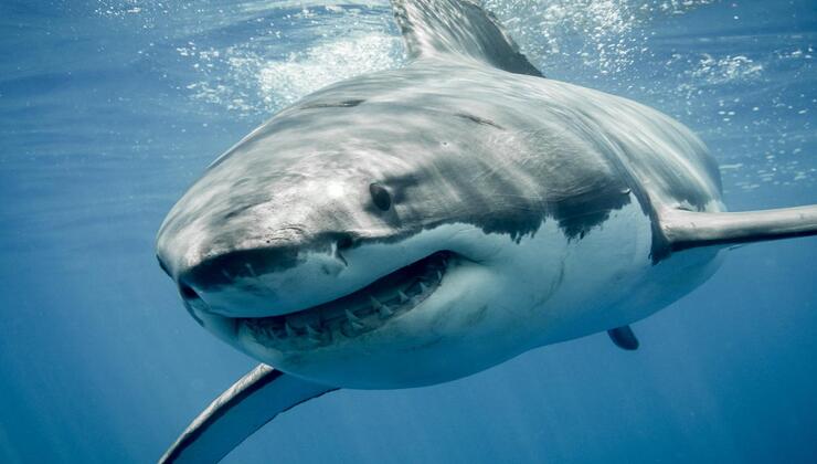 Grande squalo bianco