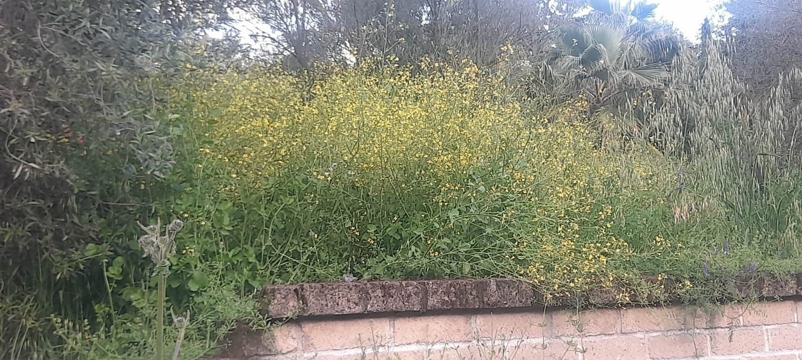 Parco Las Palmas a Spregamore Roma