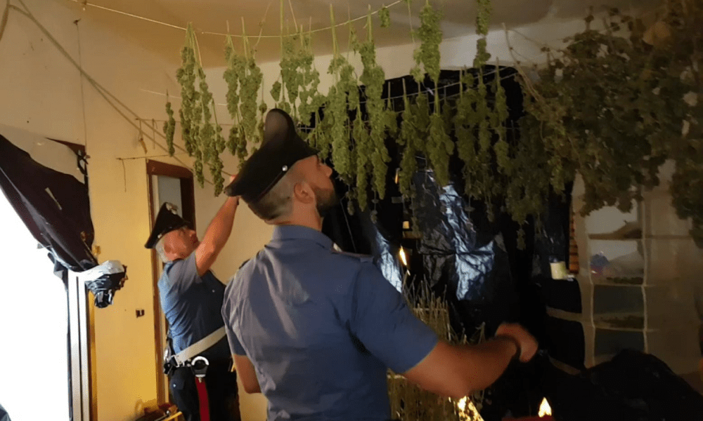 Le piante di marijuana trovate dai carabinieri