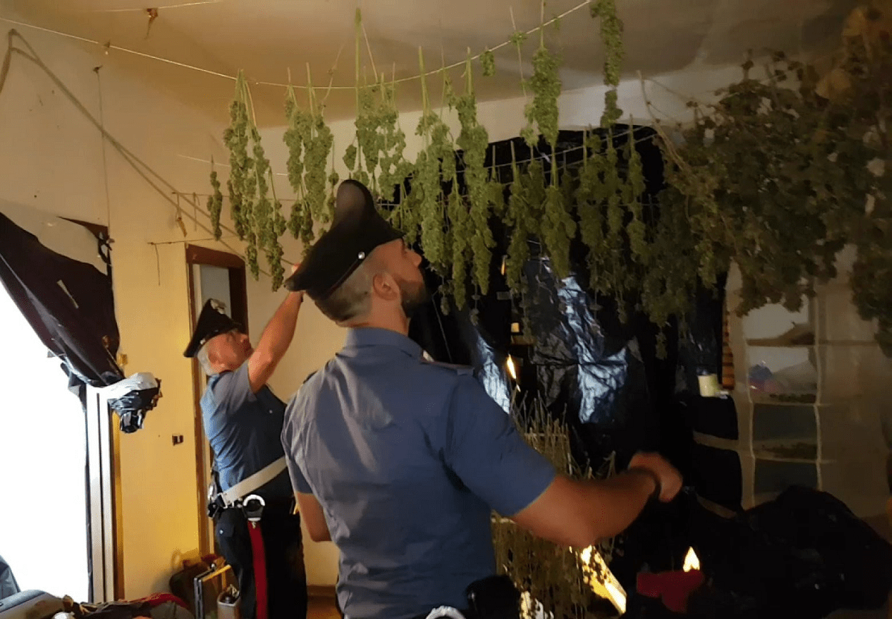 Le piante di marijuana trovate dai carabinieri