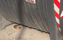 Avvistato un serpente a Roma vicino al cassonetto dei rifiuti