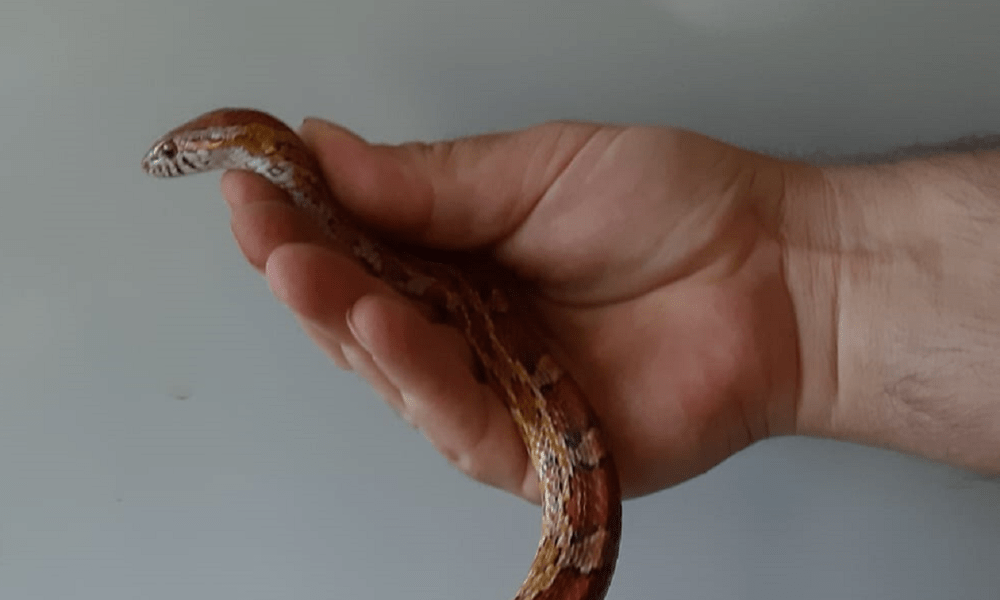 Il serpente trovato in spiaggia a Ladispoli