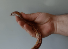 Il serpente trovato in spiaggia a Ladispoli