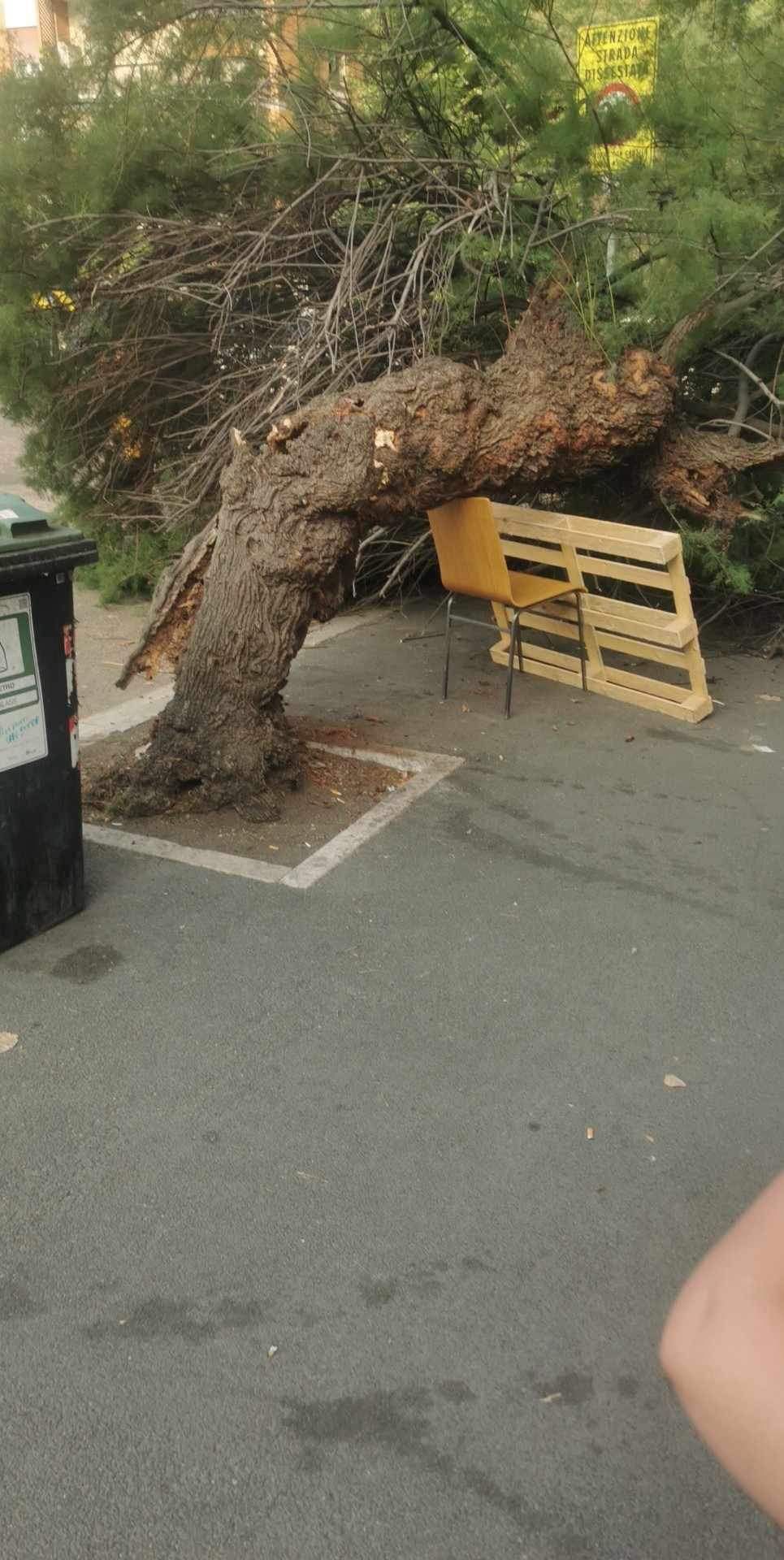 albero collassato a Ostia