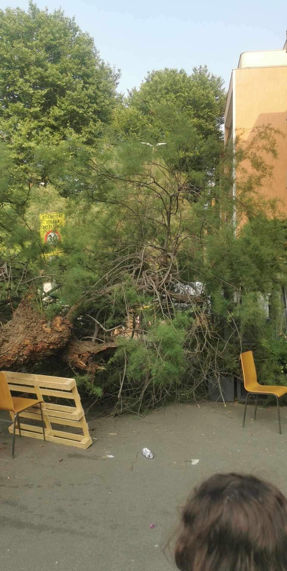 albero crollato a ostia ponente