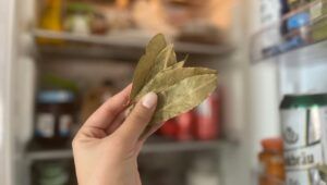 alloro in frigo