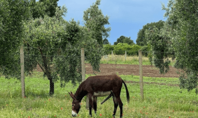 asino salvato dall'associazione animalista