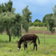 asino salvato dall'associazione animalista