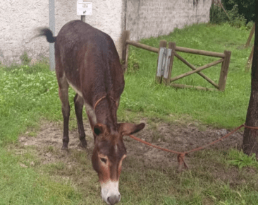Roma, abbandonano un asino nel parco legato a un albero: lasciato sotto la pioggia e senza cibo (FOTO) Roma, abbandonano un asino nel parco legato a un albero: lasciato sotto la pioggia e senza cibo (FOTO)