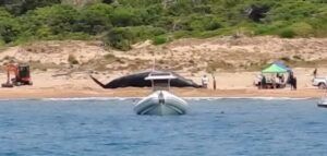 balena spiaggiata torre astura