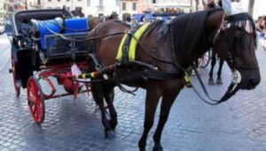 Botticelle, ordinanza anti-caldo del sindaco