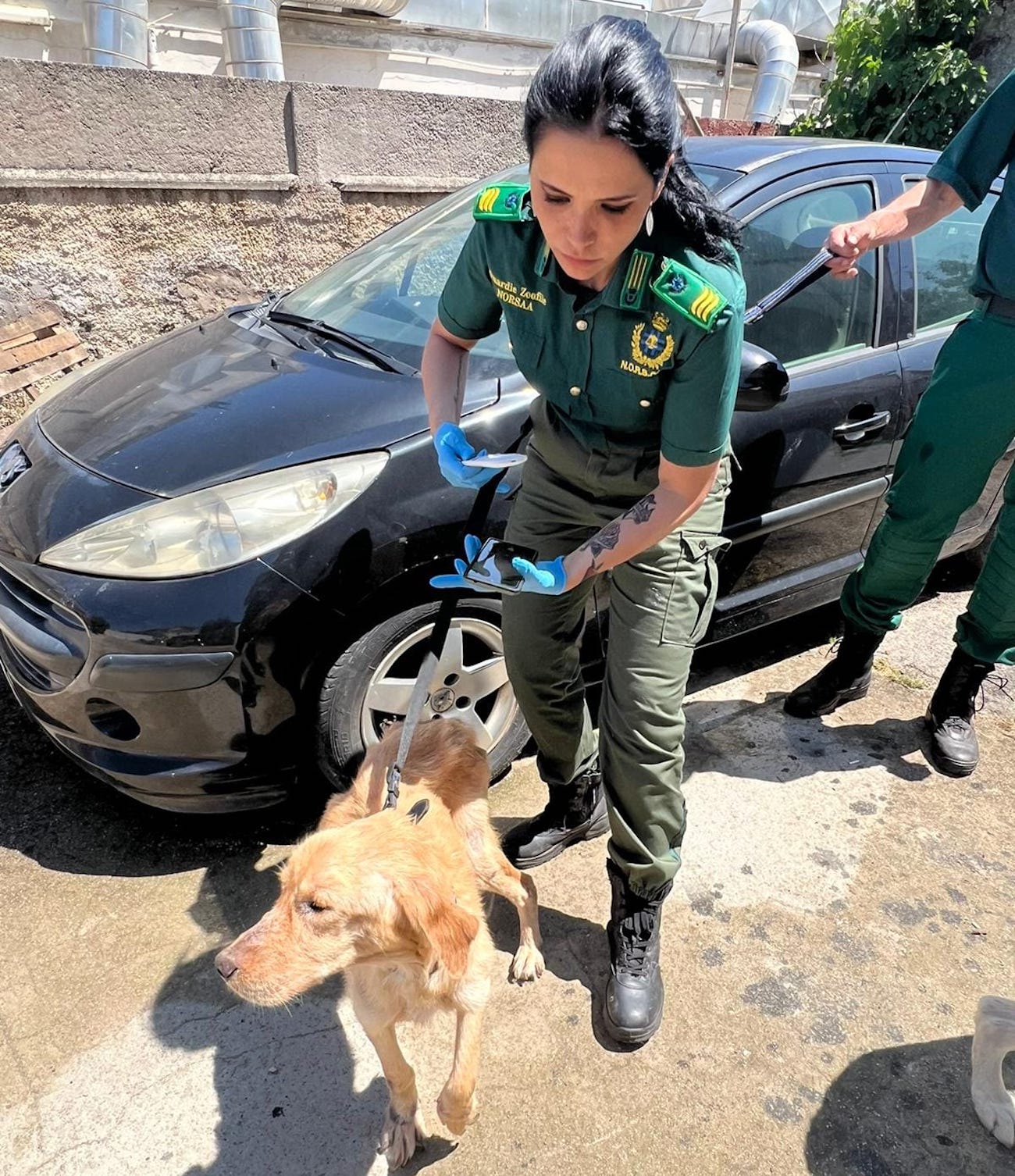 Nettuno cane denutrito