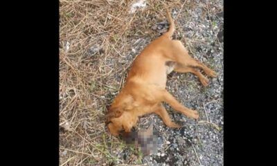 Cane morto sulla Pontina