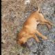 Cane morto sulla Pontina