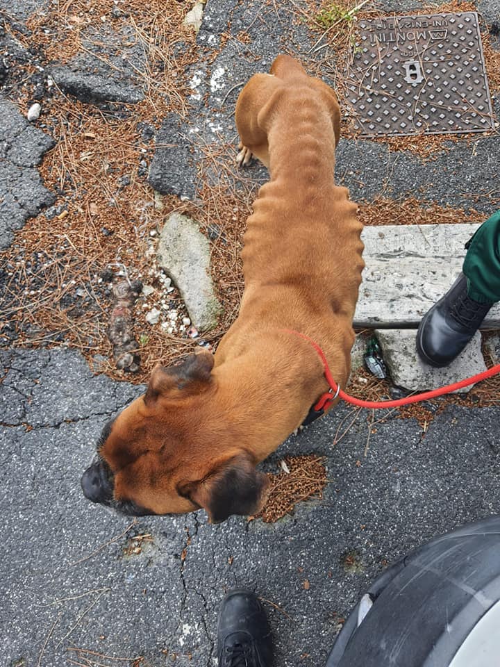 cane salvato a Castelnuovo di Porto