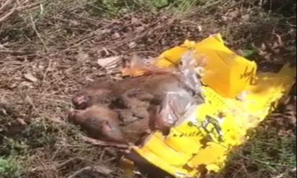 cuccioli di cinghiale massacrati all'insugherata